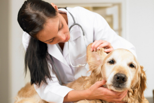 Что нужно знать при обращении в ветеринарную клинику